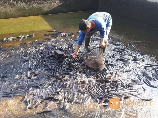 Ikan Gabus / Kutuk Hidup Konsumsi Area Jogja