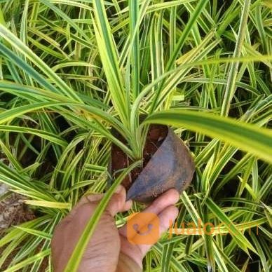 Tanaman Pandan Kuning.Dll