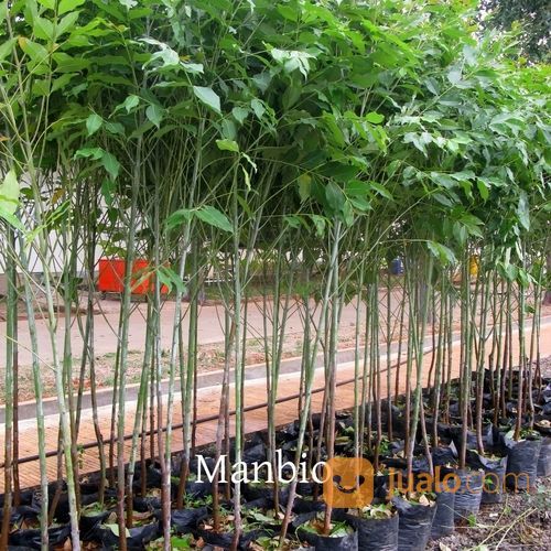 Pohon Eucalyptus.Rainbow.Pelangi 081292127731