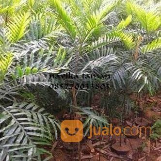 Pohon Kiara Payung 081292127731