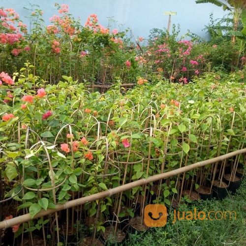 Pohon Bougenville.Bunga Kertas 081292127731