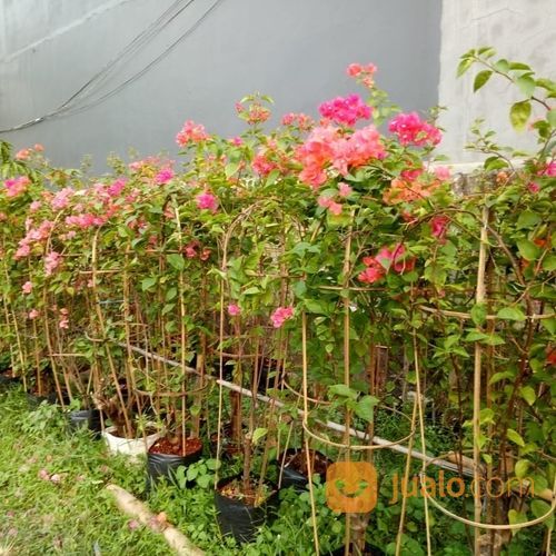 Pohon Bougenville.Bunga Kertas 081292127731