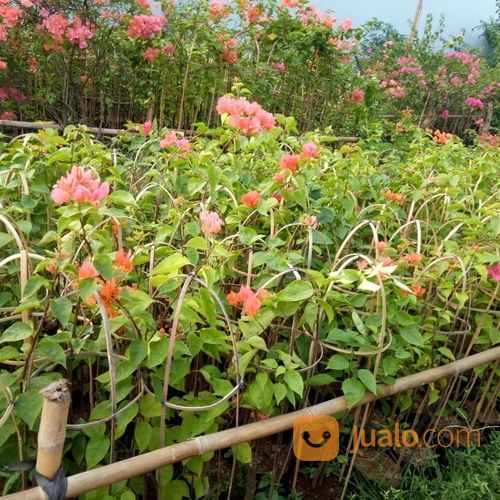 Pohon Bougenville.Bunga Kertas 081292127731
