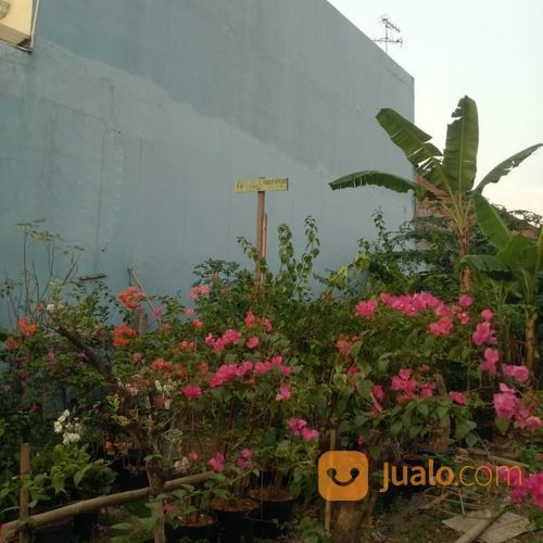 Pohon Bougenville.Bunga Kertas 081292127731