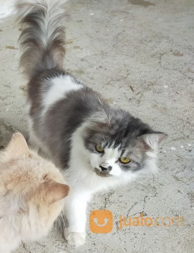 Lepas Adopsi Kucing Jantan Umur 1 Tahun