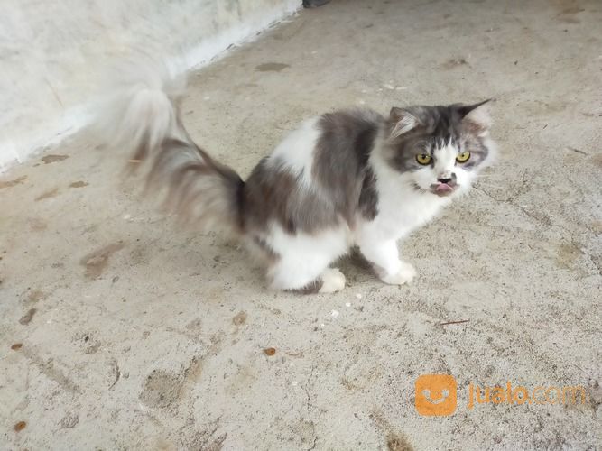Lepas Adopsi Kucing Jantan Umur 1 Tahun