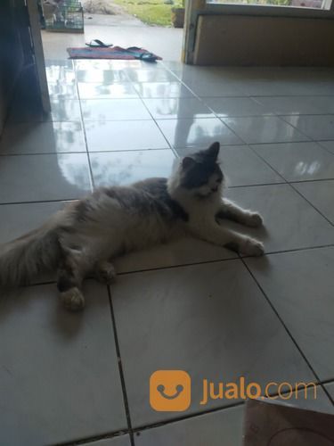 Lepas Adopsi Kucing Jantan Umur 1 Tahun