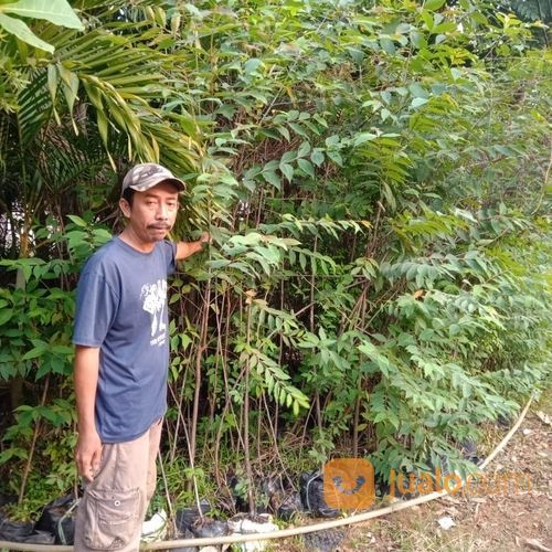 Pohon Eucalyptus 081292127731