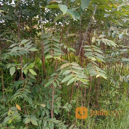 Pohon Eucalyptus 081292127731