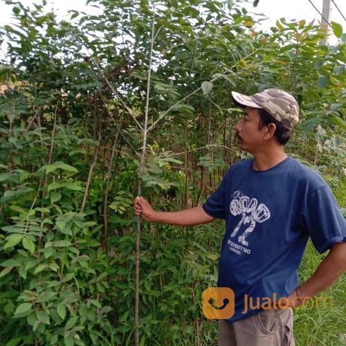 Pohon Eucalyptus 081292127731