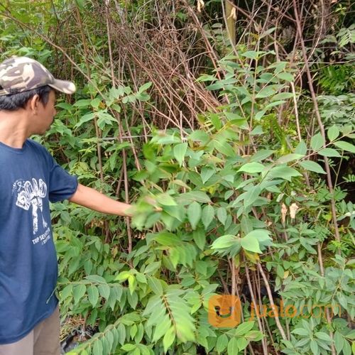 Pohon Eucalyptus 081292127731