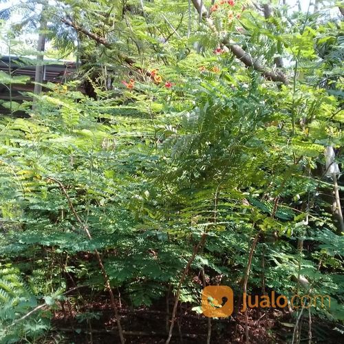 Pohon Kembang Merak 081292127731