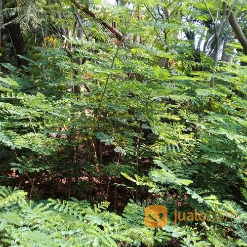 Pohon Kembang Merak 081292127731