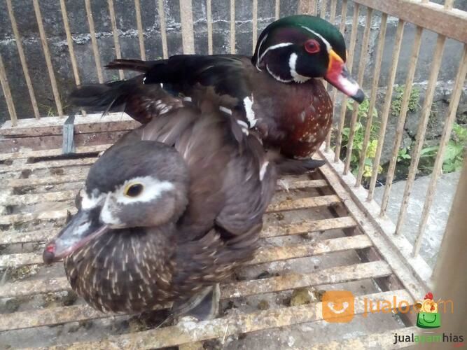 Bebek Caroline Usia Dewasa