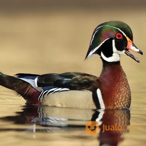 Bebek Caroline Usia Dewasa