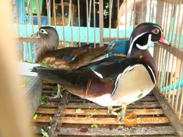 Bebek Caroline Usia Dewasa