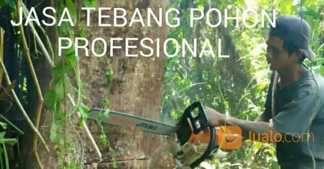 Jasa Tebang Pohon Cirebon Telpon Whatsap 0895405662828