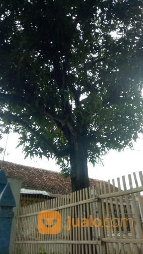 Jasa Tebang Pohon Cirebon Telpon Whatsap 0895405662828