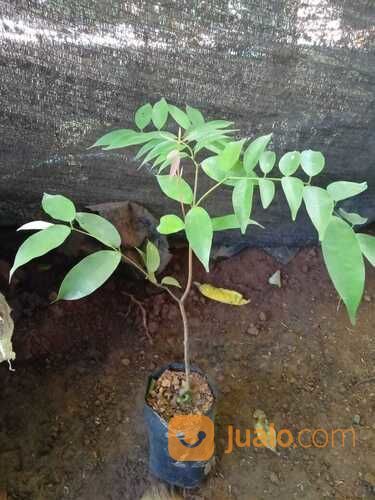 Bibit Tanaman Nagasari - Asli - Harga Murah
