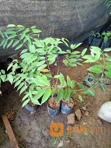 Bibit Tanaman Nagasari - Asli - Harga Murah