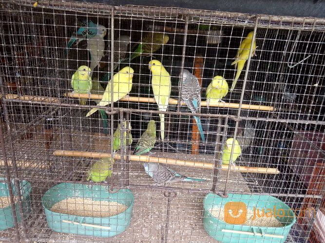 Burung Parkit Macam" Warna