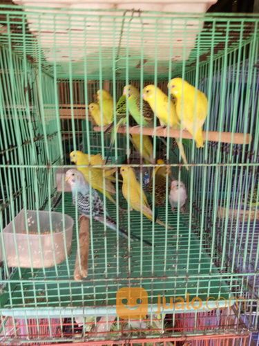 Burung Parkit Macam" Warna