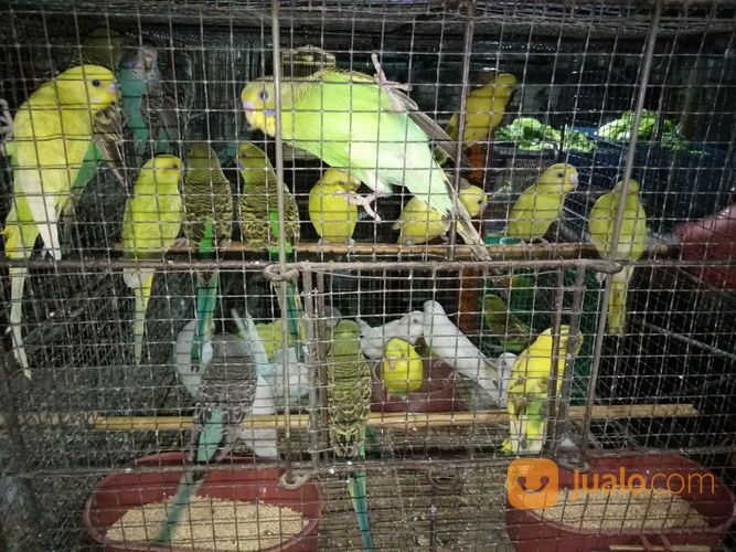 Burung Parkit Macam" Warna
