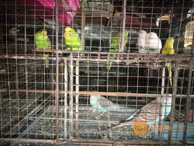 Burung Parkit Macam" Warna
