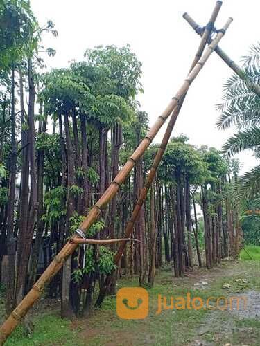 Pohon Pule Alstonia Scholaris?