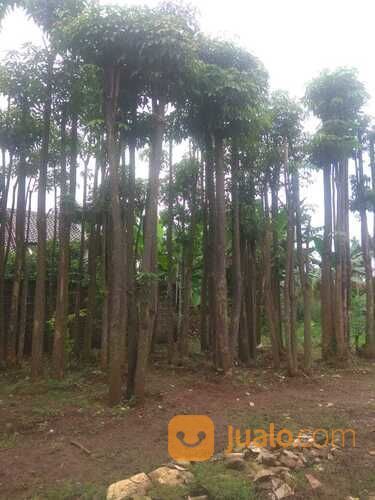 Pohon Pule Alstonia Scholaris?