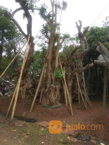 Pohon Pule Alstonia Scholaris?