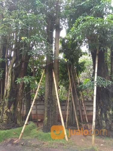 Pohon Pule Alstonia Scholaris?