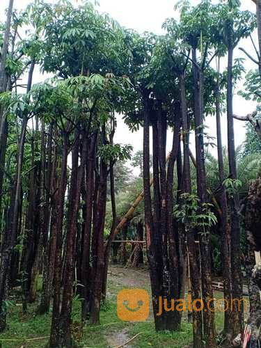 Pohon Pule Alstonia Scholaris?