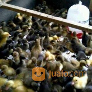 Dod Anakan Bebek Petelur