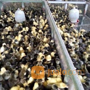 Dod Anakan Bebek Petelur