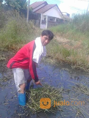 Tukang Potong Rumput Semak Belukar Ilalang Tanah Kosong / Rumah Kosong
