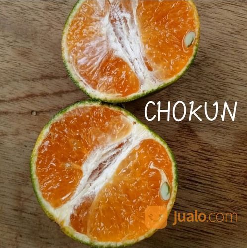 Bibit Tanaman Jeruk Chokun Rasa SeManis Madu - Berbuah Lebat - NEGO