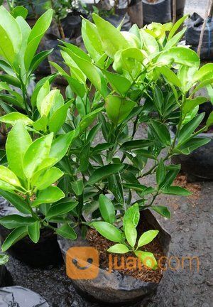 Bibit Tanaman Jeruk Chokun Rasa SeManis Madu - Berbuah Lebat - NEGO