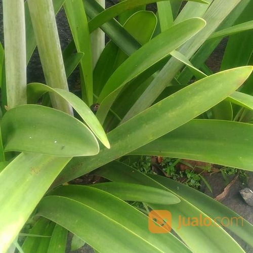 Tanaman Pohon Bakung Air Mancur 081292127731