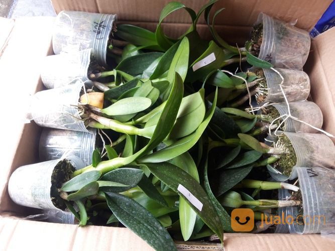 Toko Bunga Anggrek Di Karawang Cikampek Jawa Barat