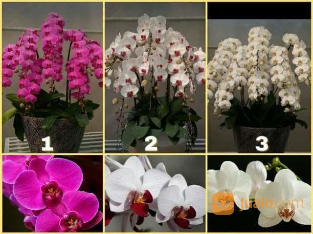 Toko Bunga Anggrek Di Karawang Cikampek Jawa Barat