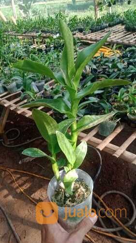 Toko Bunga Anggrek Di Karawang Cikampek Jawa Barat