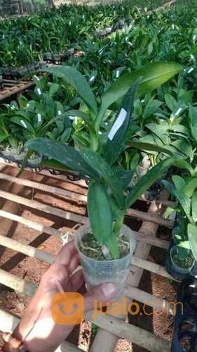 Toko Bunga Anggrek Di Karawang Cikampek Jawa Barat