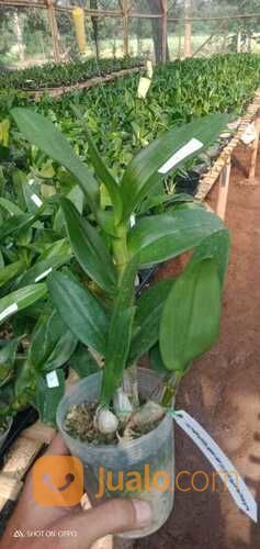 Toko Bunga Anggrek Di Karawang Cikampek Jawa Barat