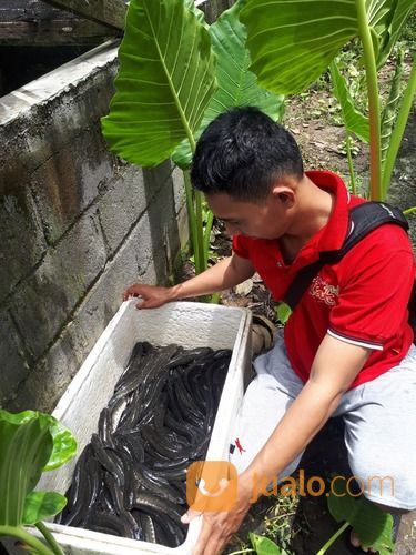 Ikan Gabus Kutuk Jogja Solo Magelang Wonosobo
