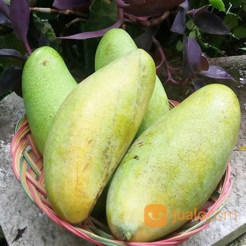 Bibit Tanaman Mangga Golek India - Ukuran Jumbo Harga Nego