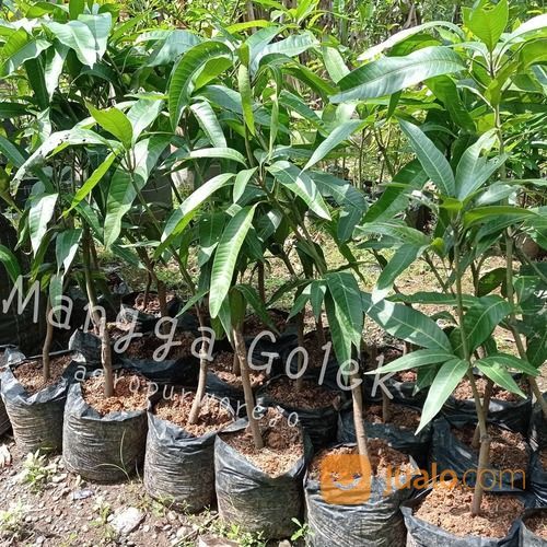Bibit Tanaman Mangga Golek India - Ukuran Jumbo Harga Nego