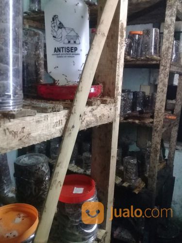 BIBIT KROTO KUNINGAN