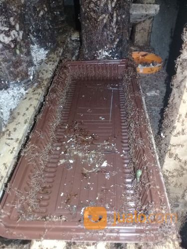 BIBIT KROTO KUNINGAN