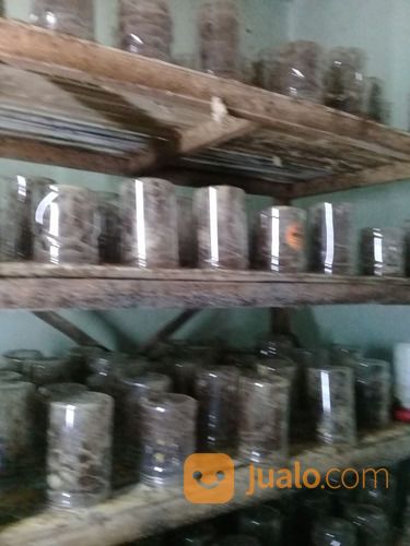 BIBIT KROTO KUNINGAN